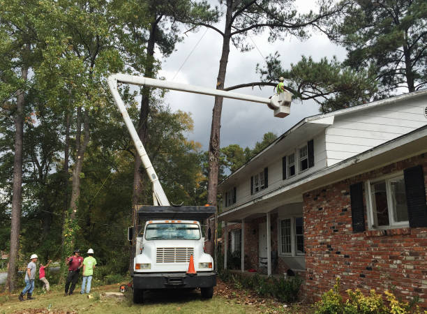 Best Tree and Shrub Care  in Cordova, NC
