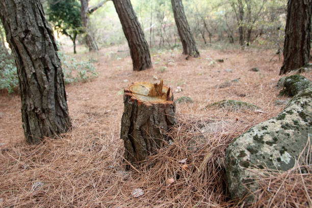How Our Tree Care Process Works  in  Cordova, NC