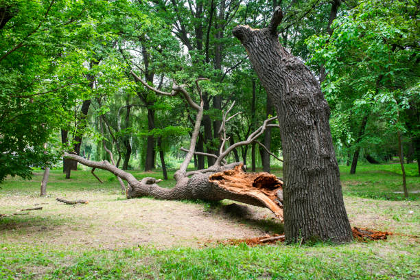 Landscape Design and Installation in Cordova, NC