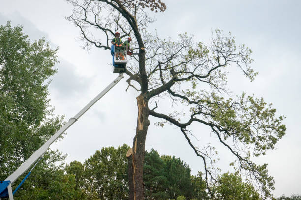 Trusted Cordova, NC Tree Care Experts